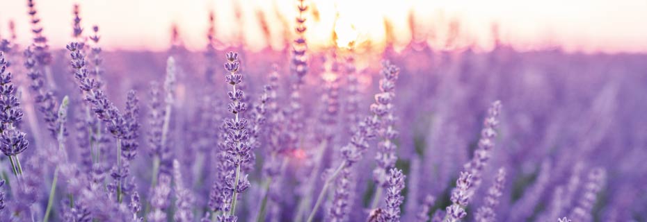 Scent is an experience