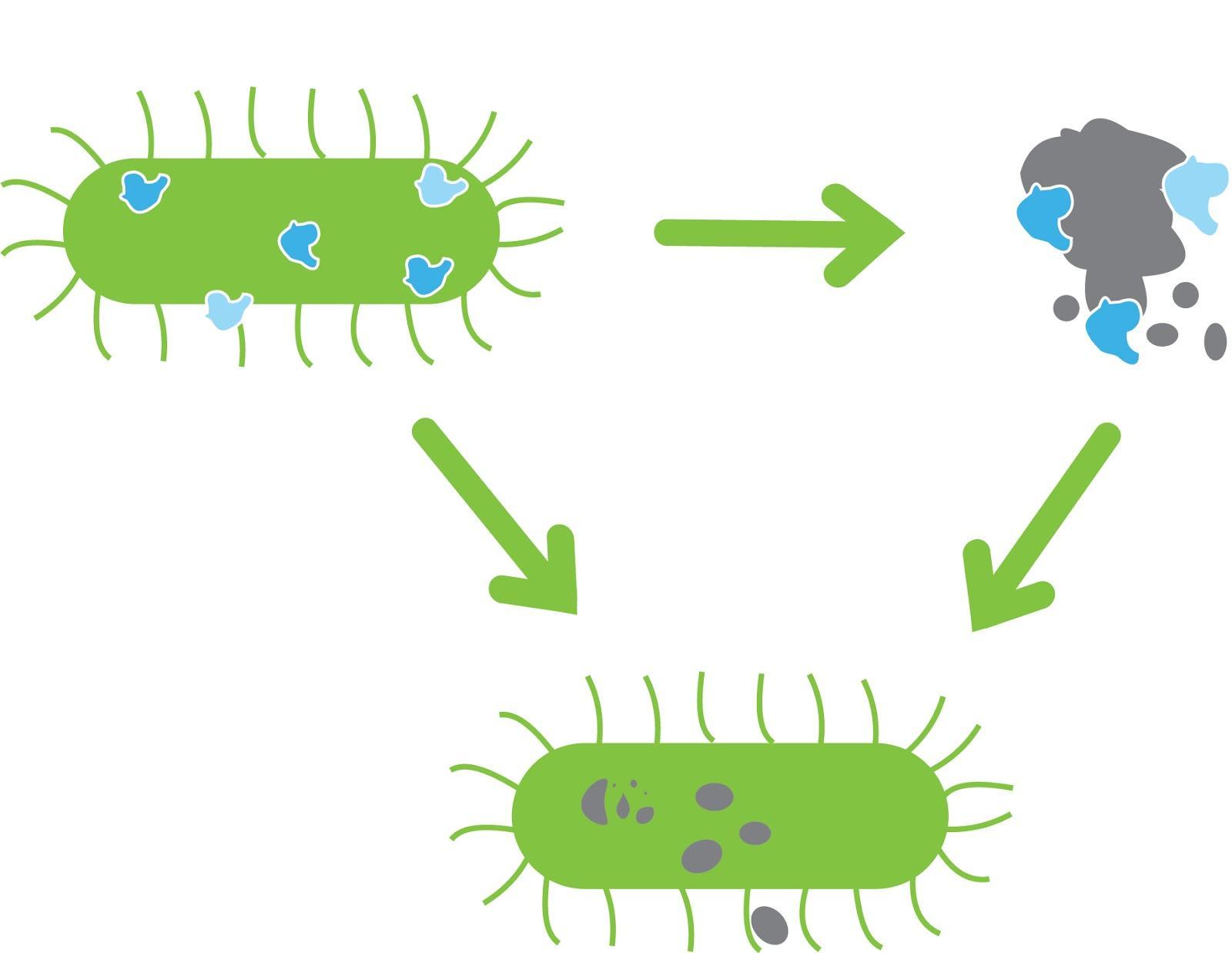illustrate die uitlegt  hoe goede bacteriën er voor zorgen ervoor dat vervuiling afgebroken wordt.
